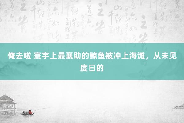 俺去啦 寰宇上最襄助的鲸鱼被冲上海滩，从未见度日的